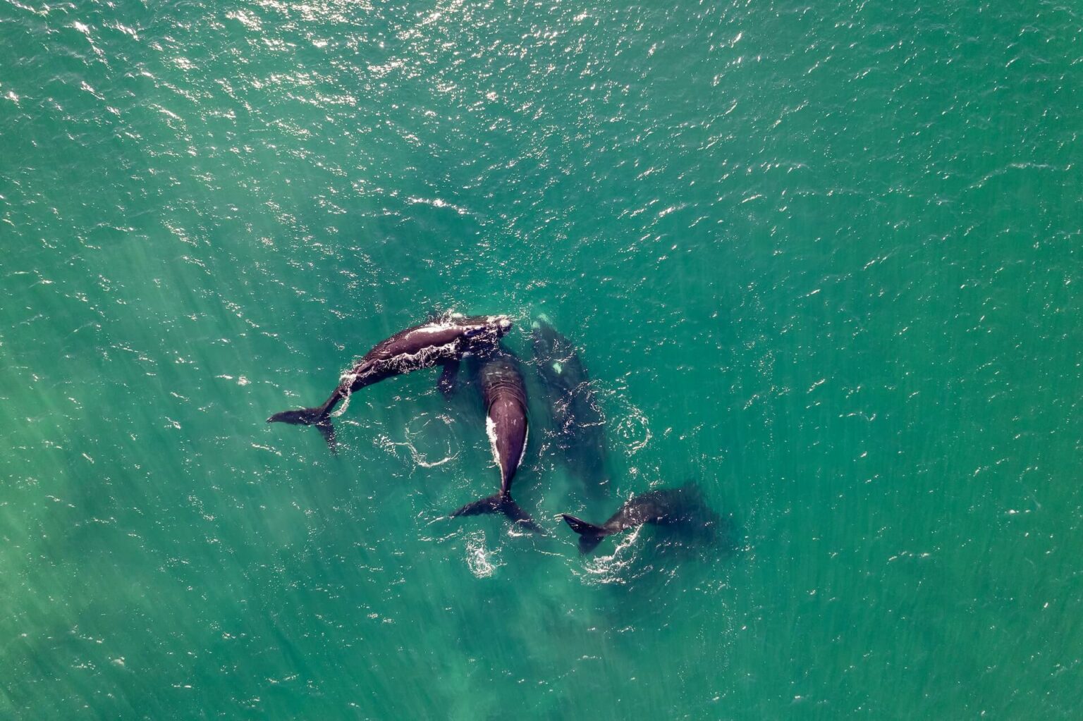 Can You Swim With Orcas in the Wild? OpenWaterHQ