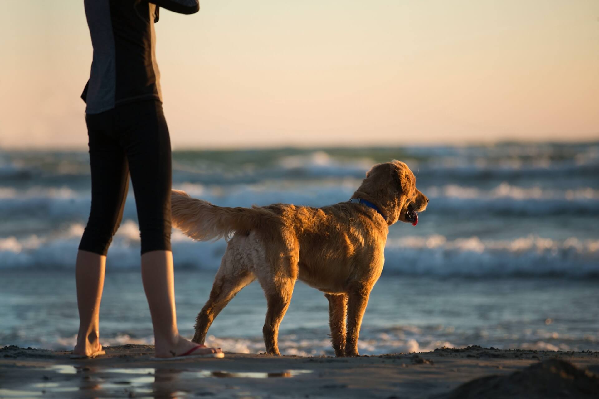 beach dog