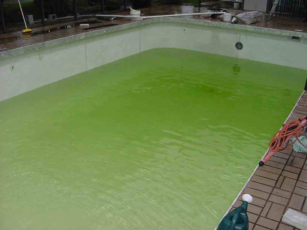 can you swim with mustard algae