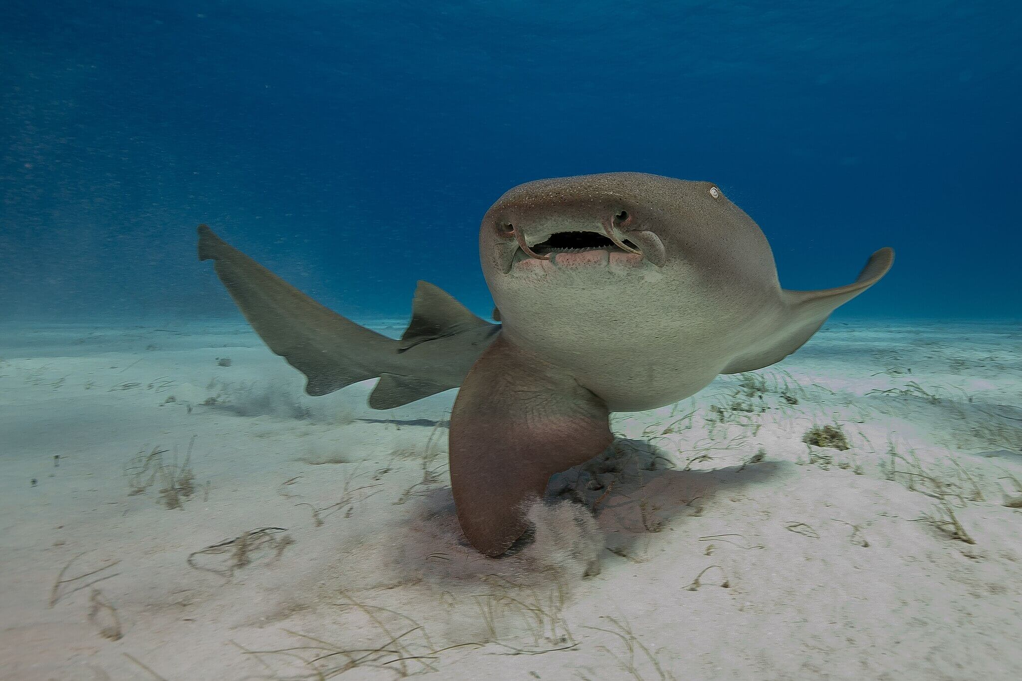 can you swim with nurse sharks