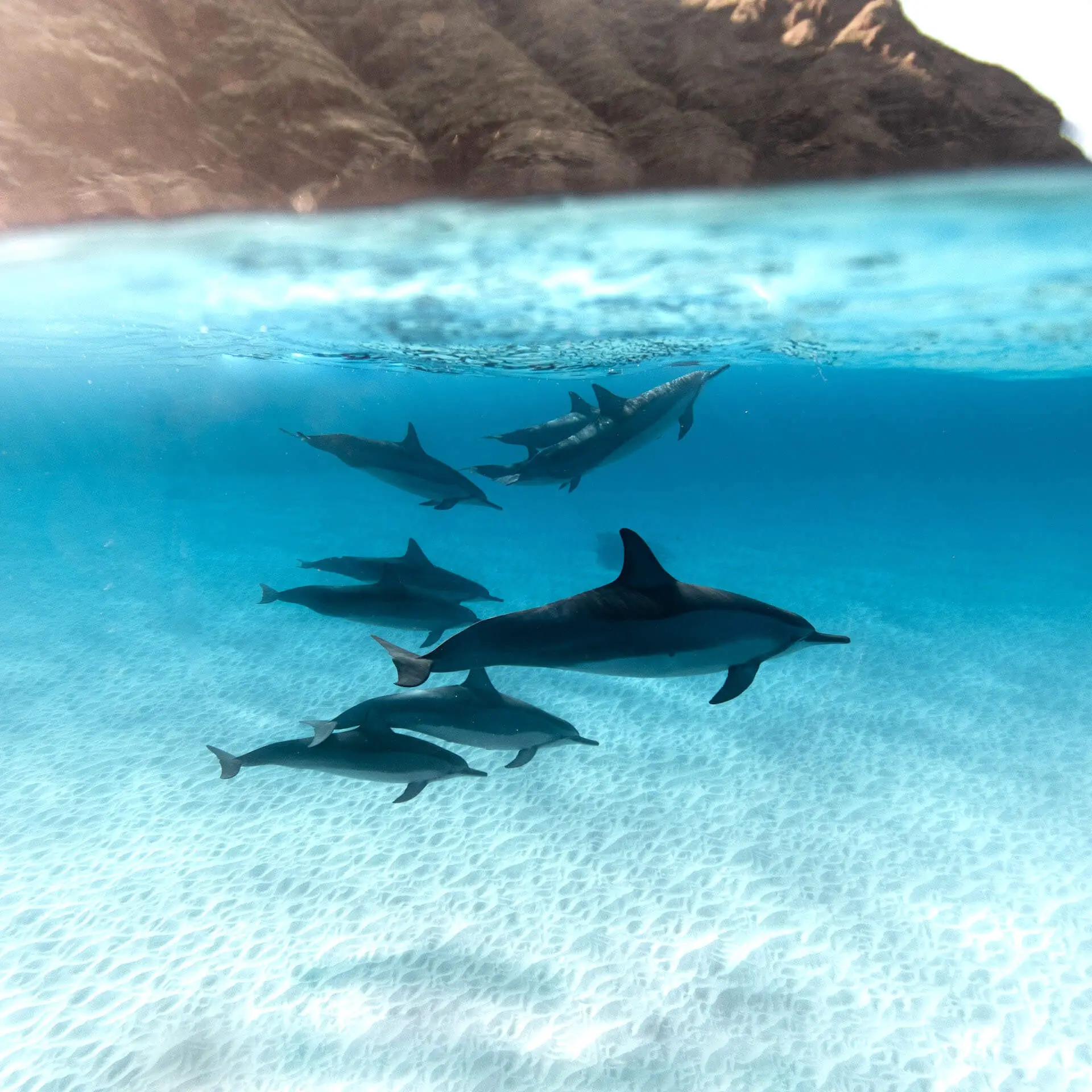why do dolphins swim close to shore