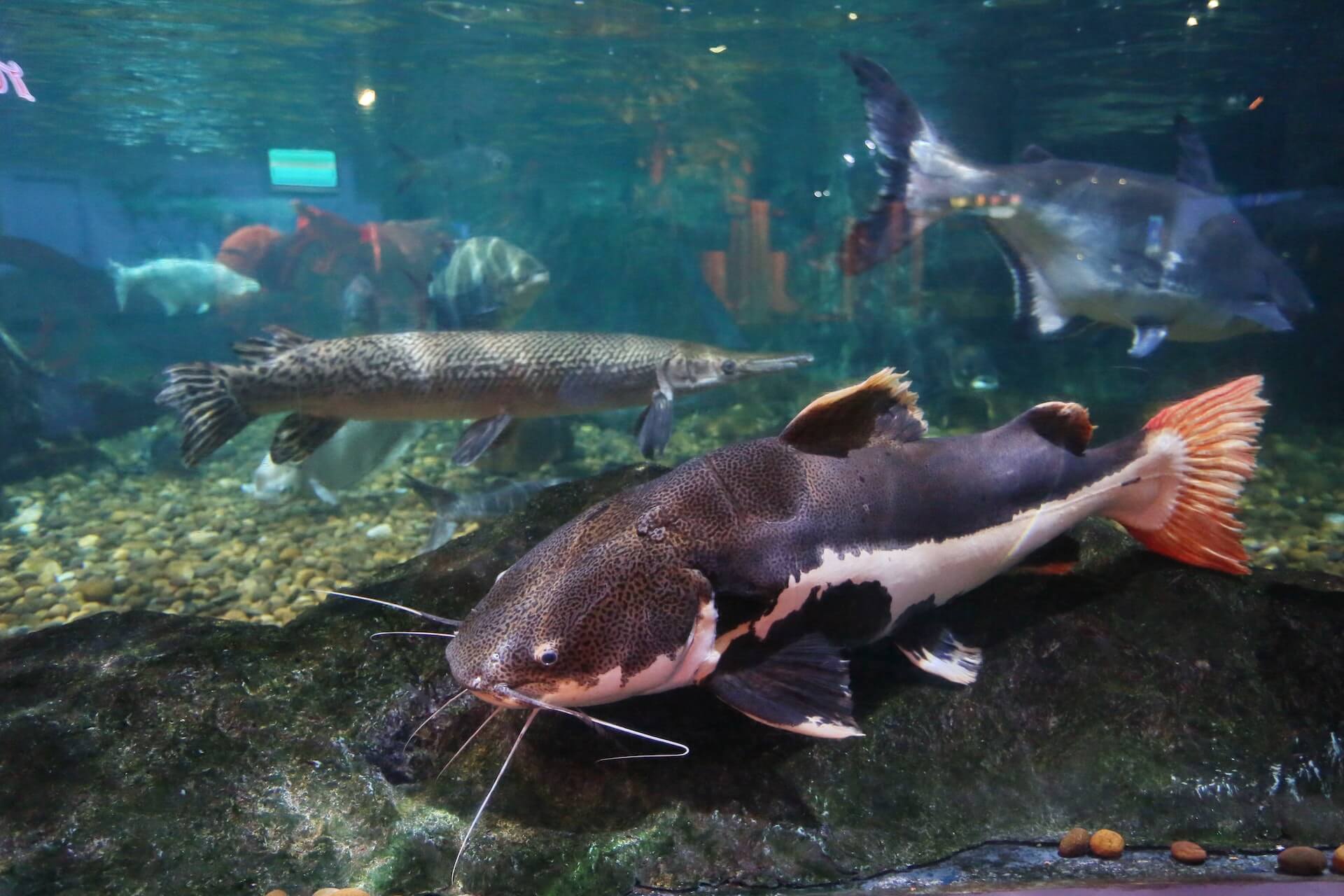 catfish in tank with other fish