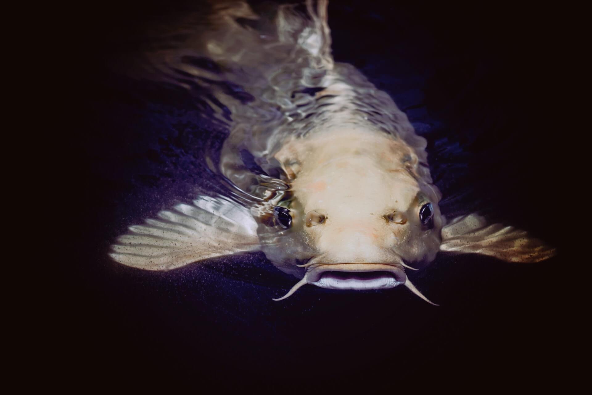 catfish instagram captions