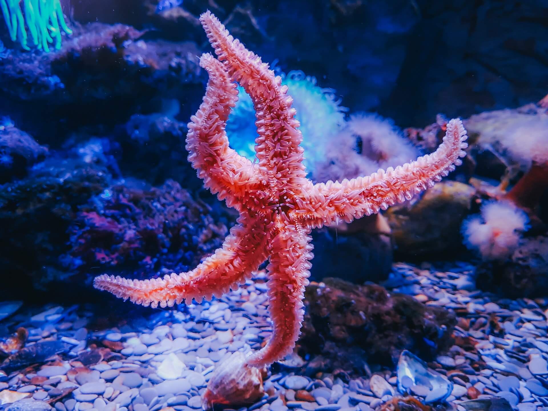 colorful starfish by the coral