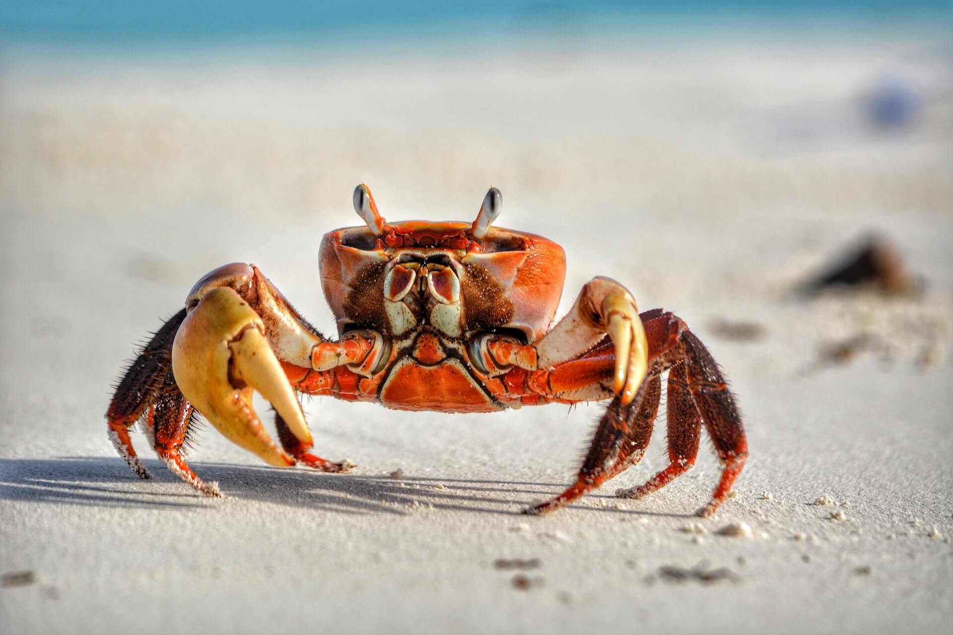 crab captions