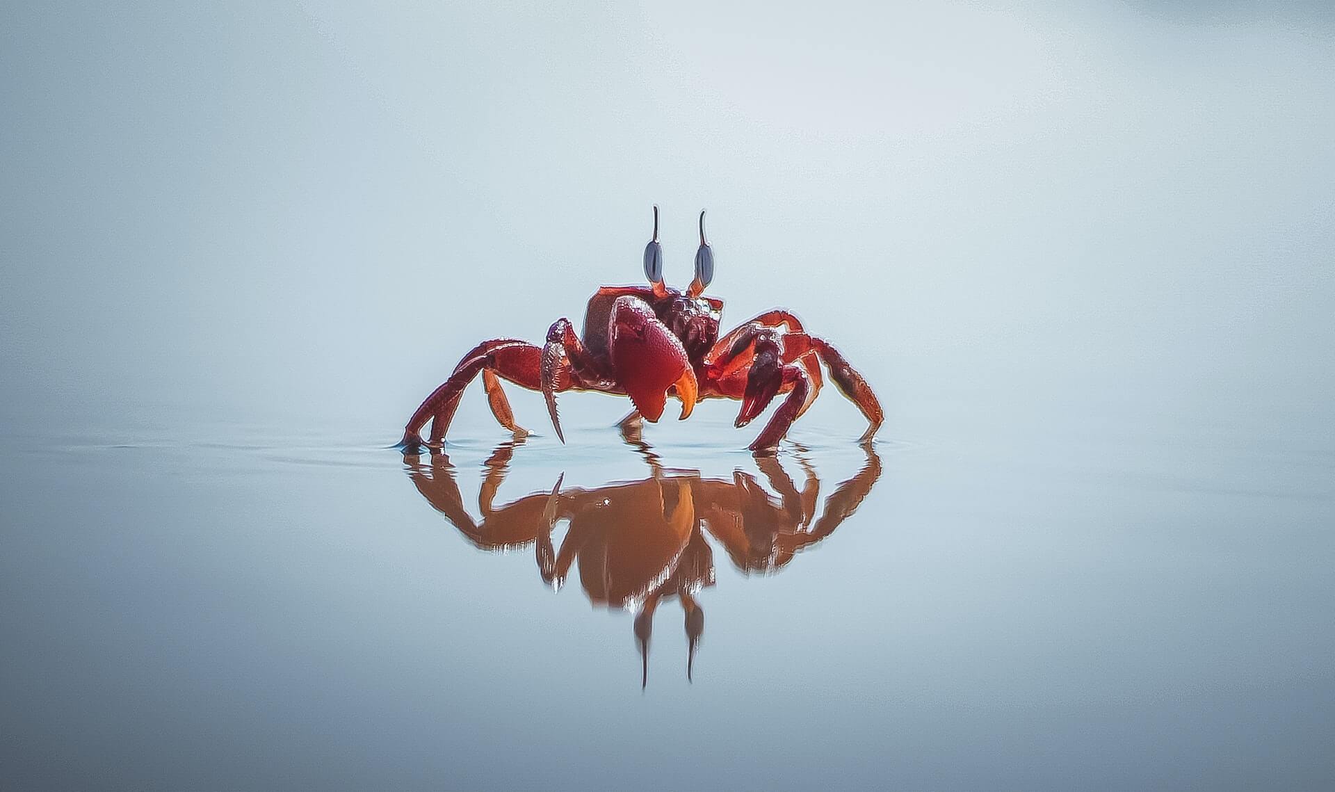 crab with reflection