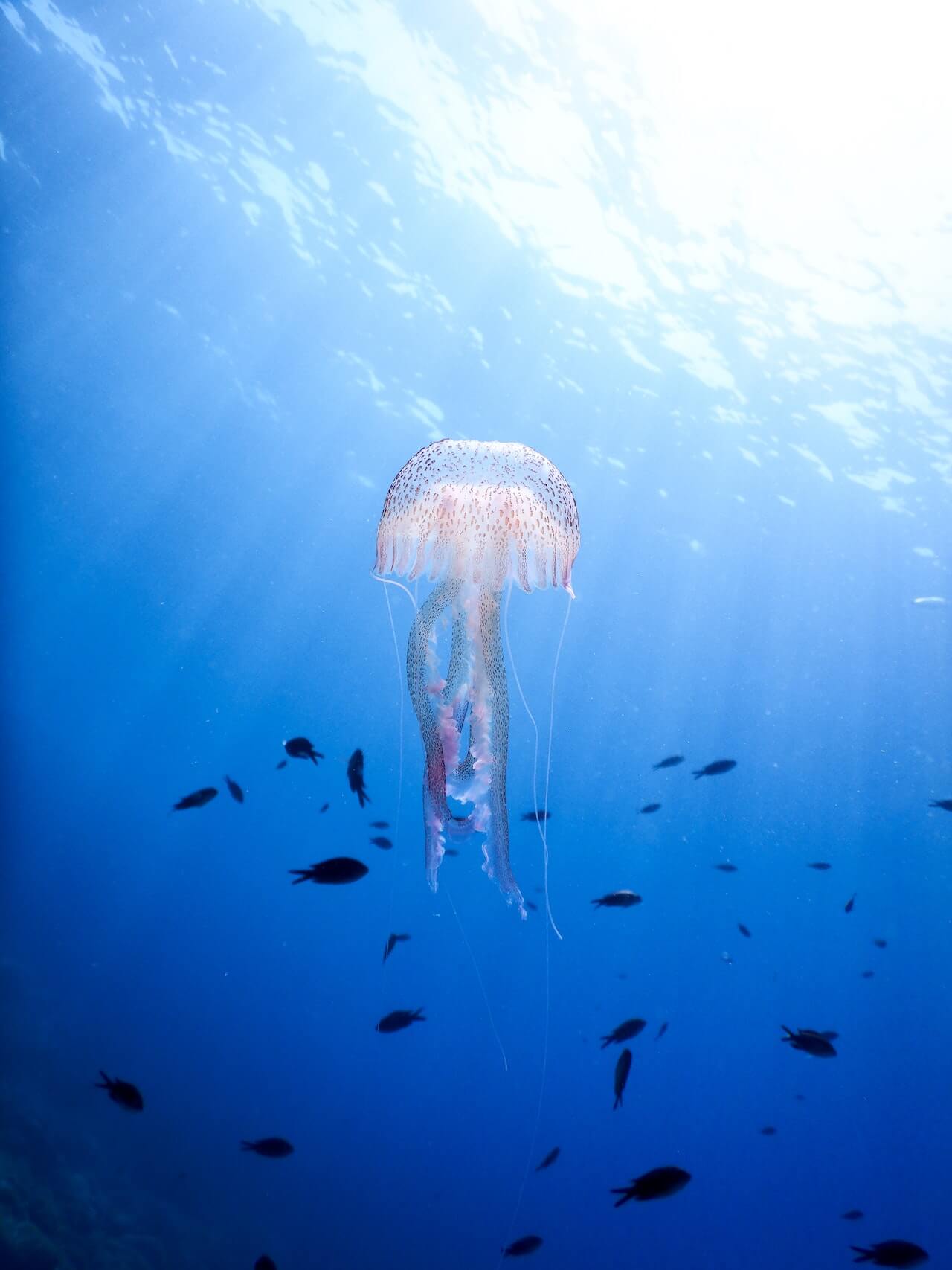 jellyfish captions