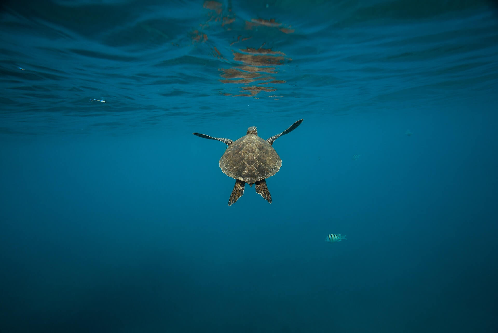 lone turtle swimming