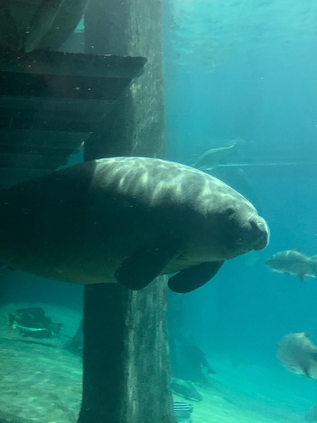manatee by pier