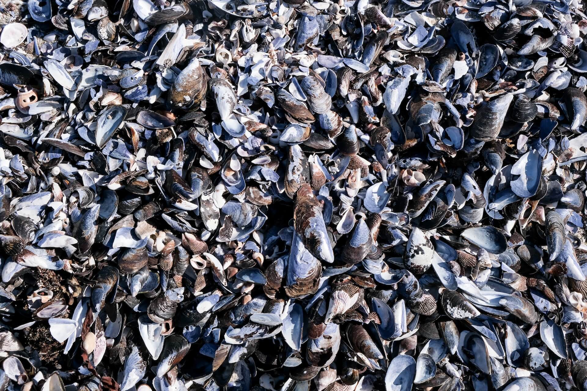 mussels stacked up