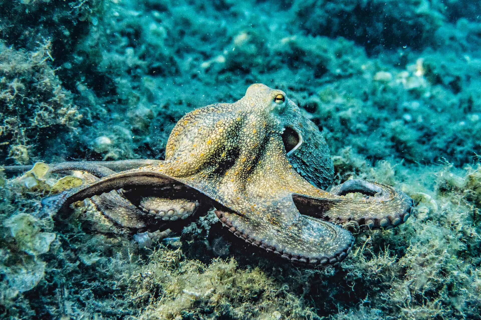 octopus by the corals