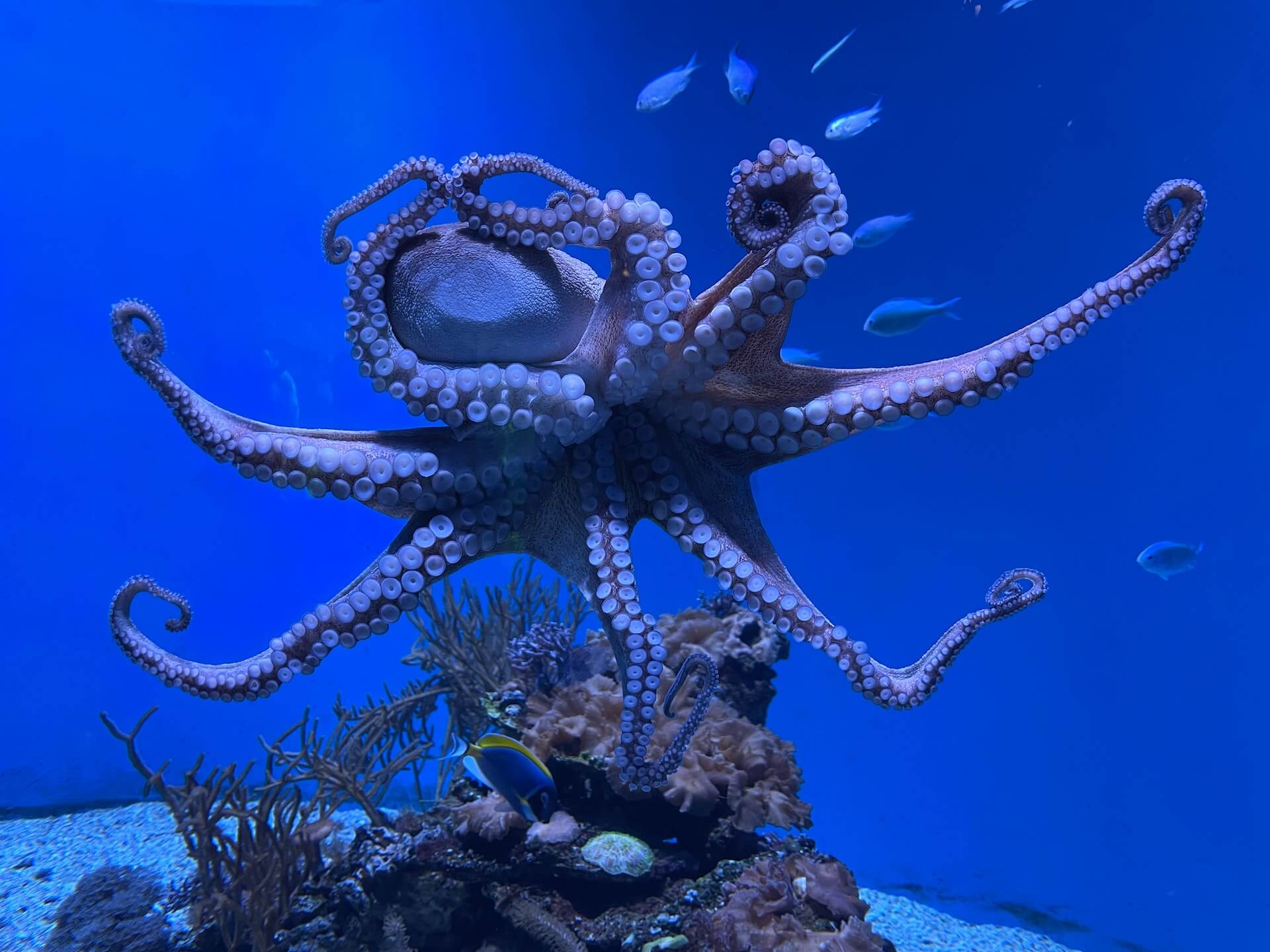 octopus captions for instagram