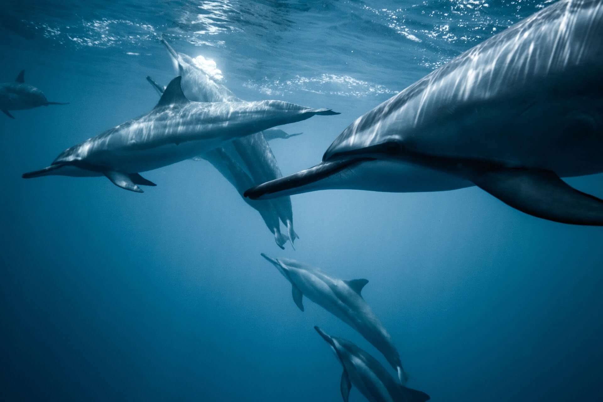 pod of dolphins near the surface