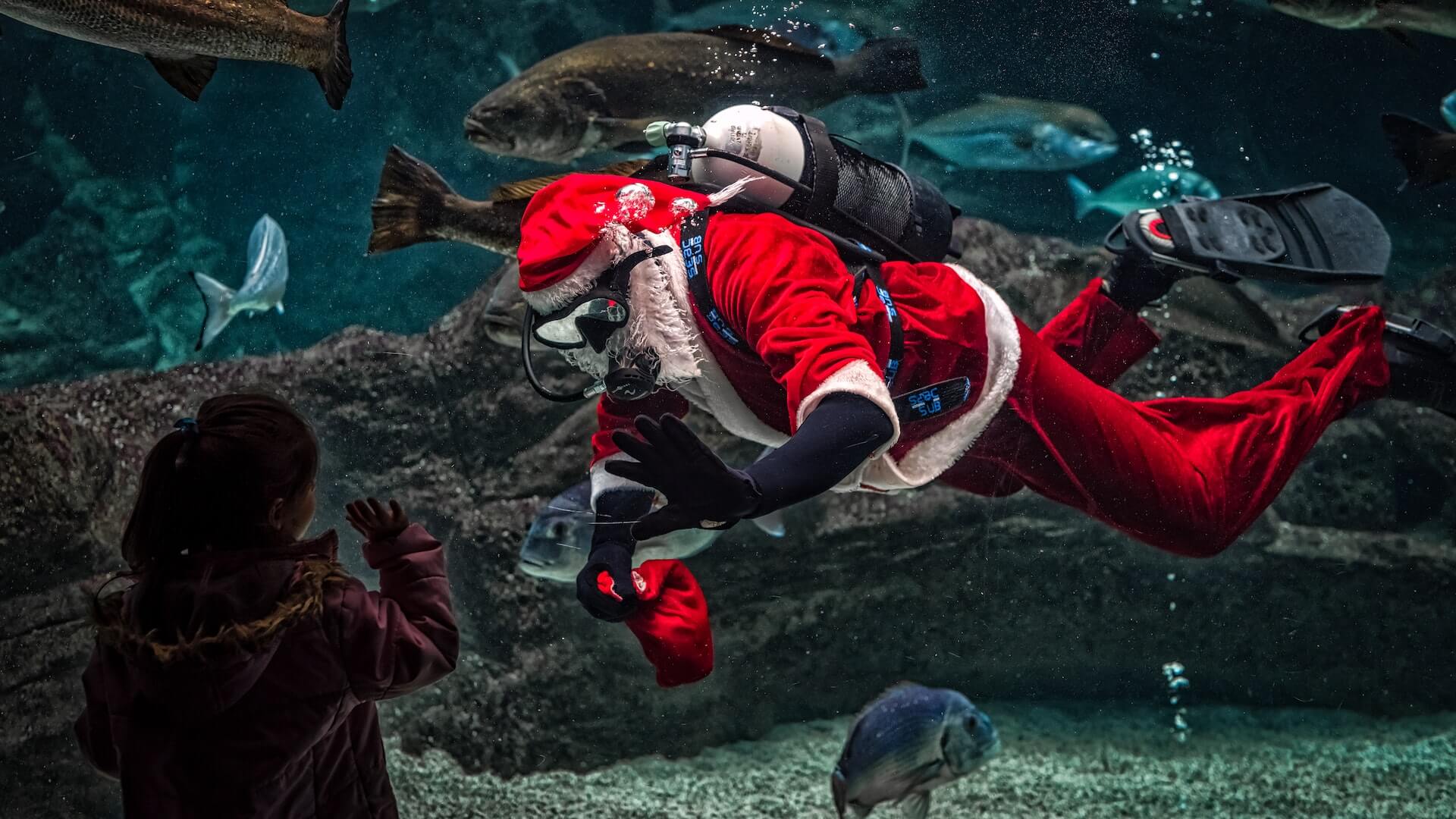 scuba diver aquarium dressed as santa