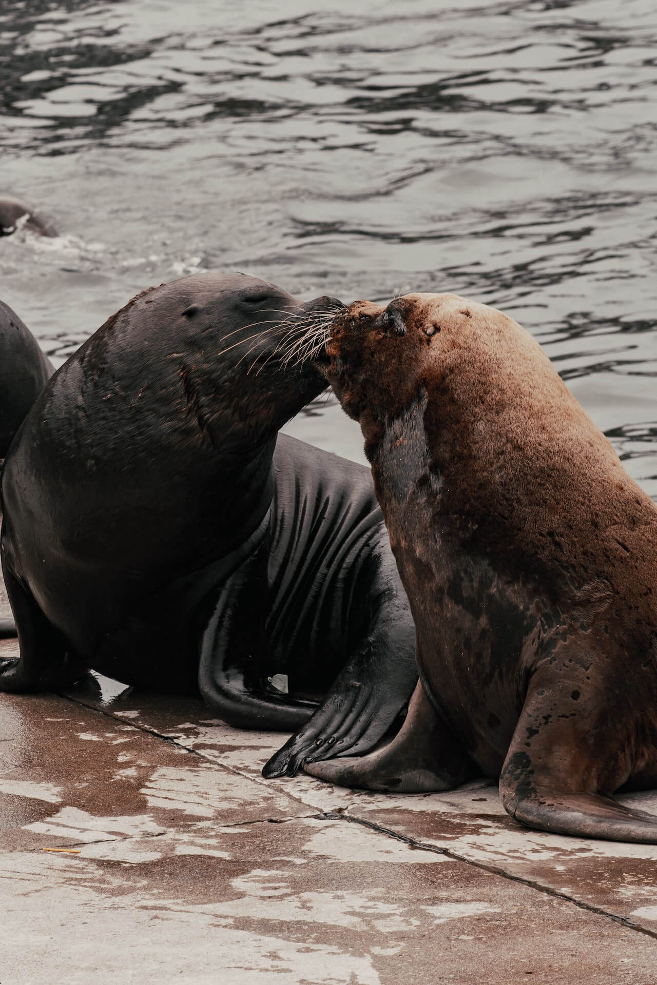 Sea Lion Symbolism: Exploring Their Hidden Meanings - OpenWaterHQ