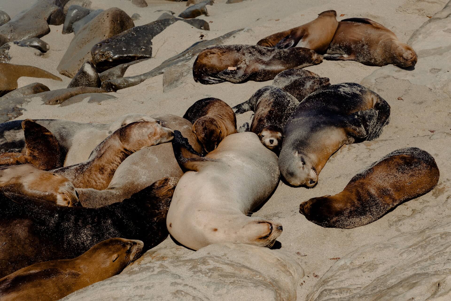 sea lions sleeping together