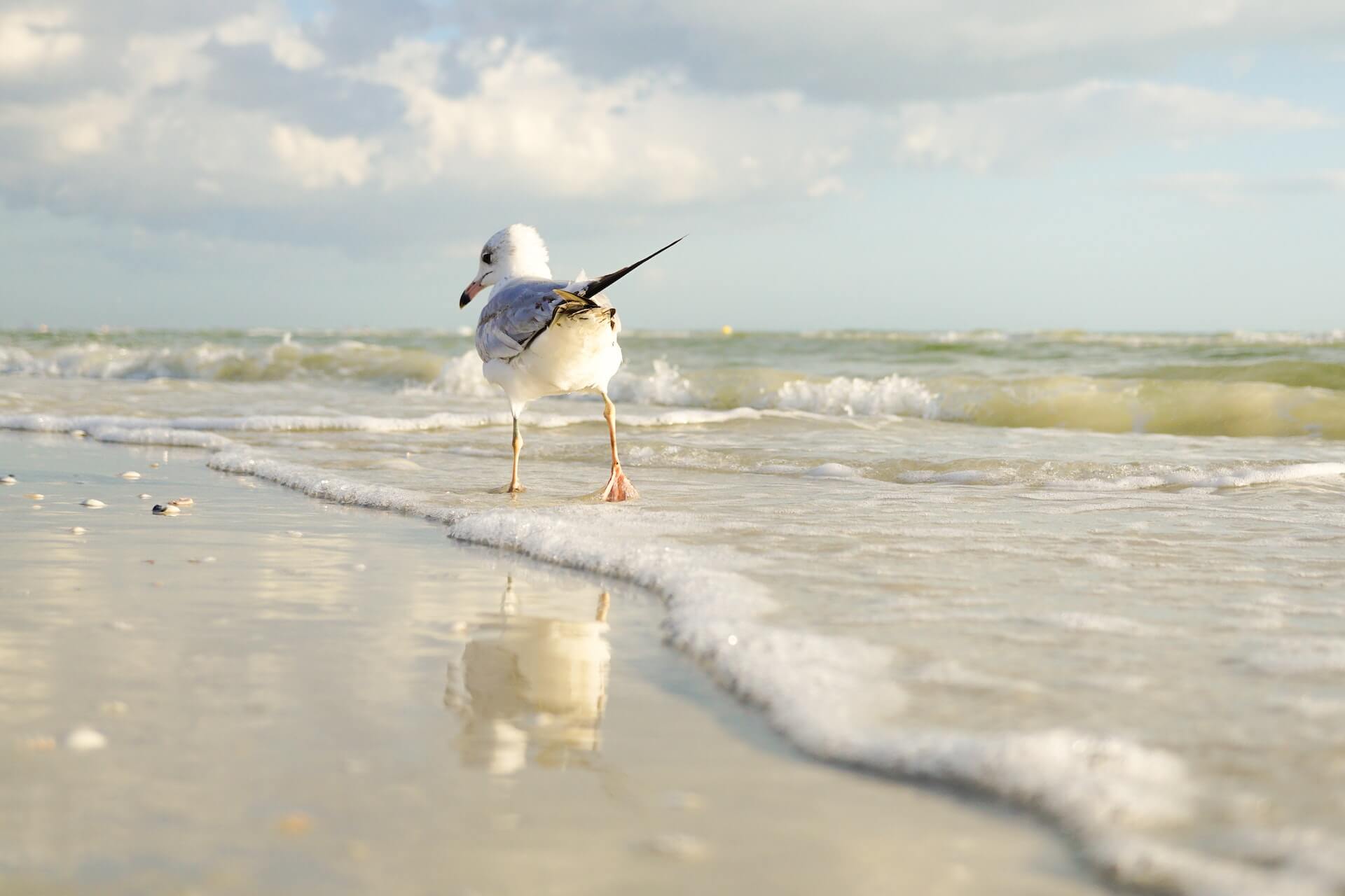 seagull by the shore