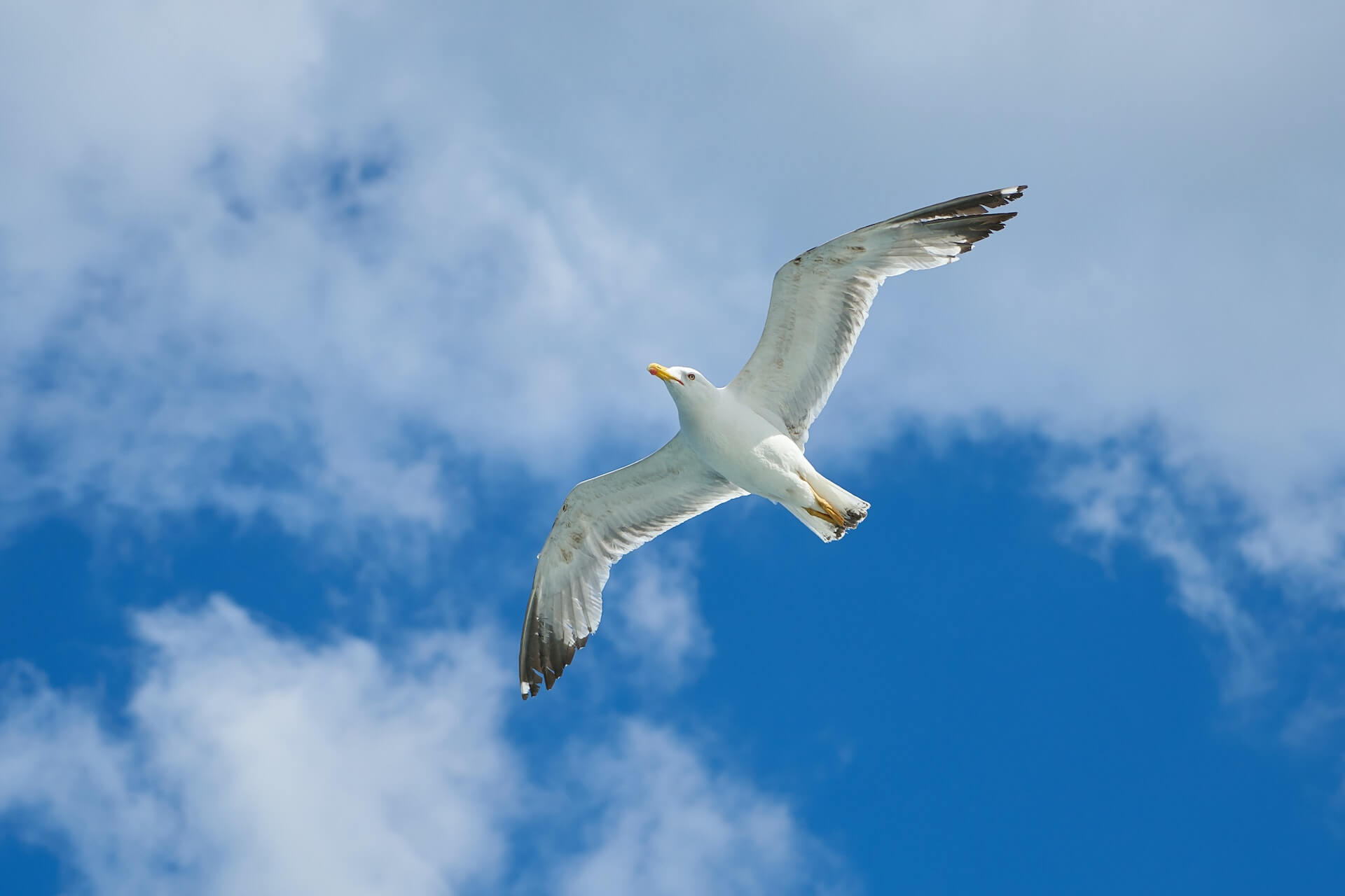 seagull soaring through the air
