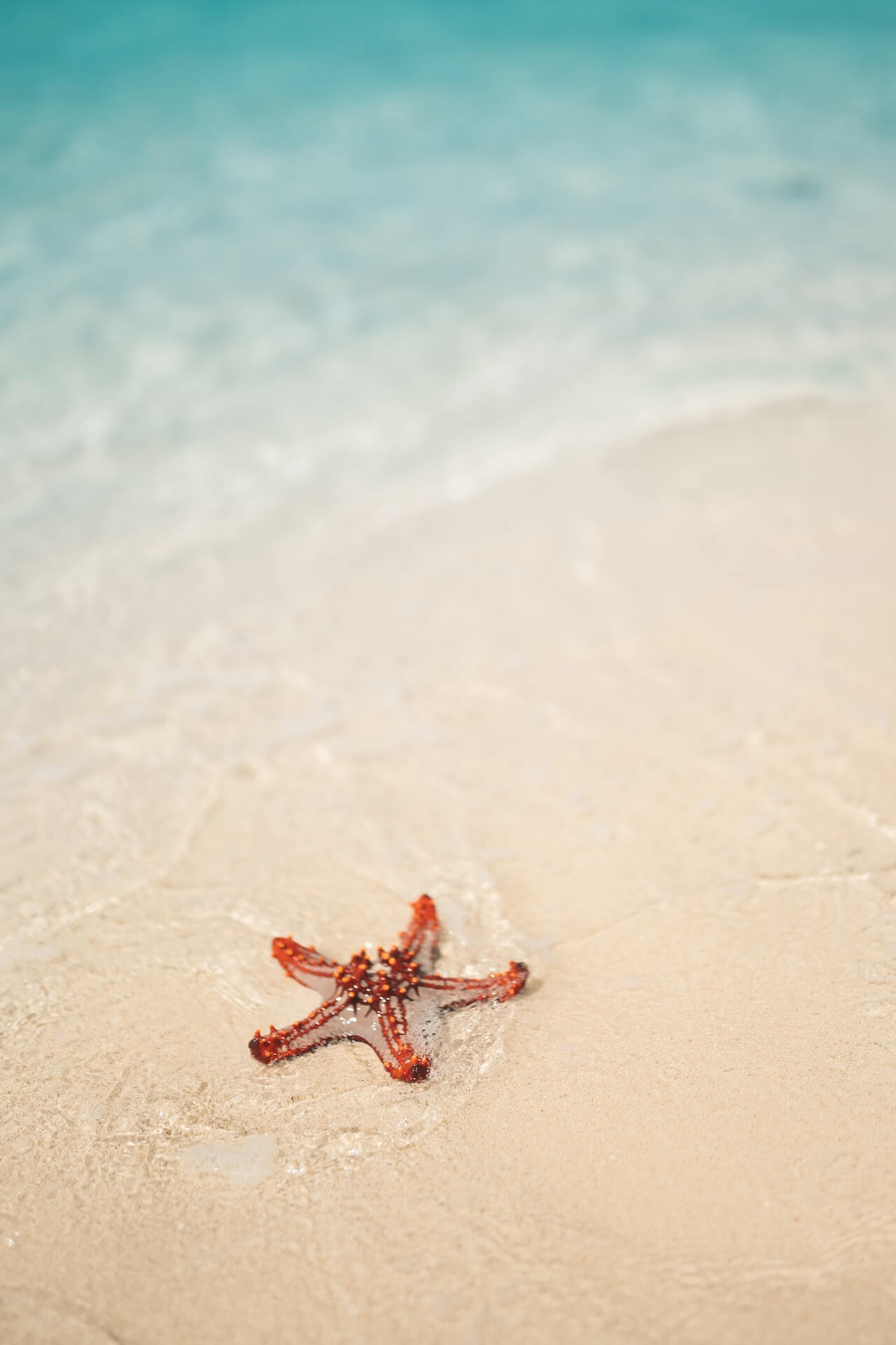 starfish by the shore