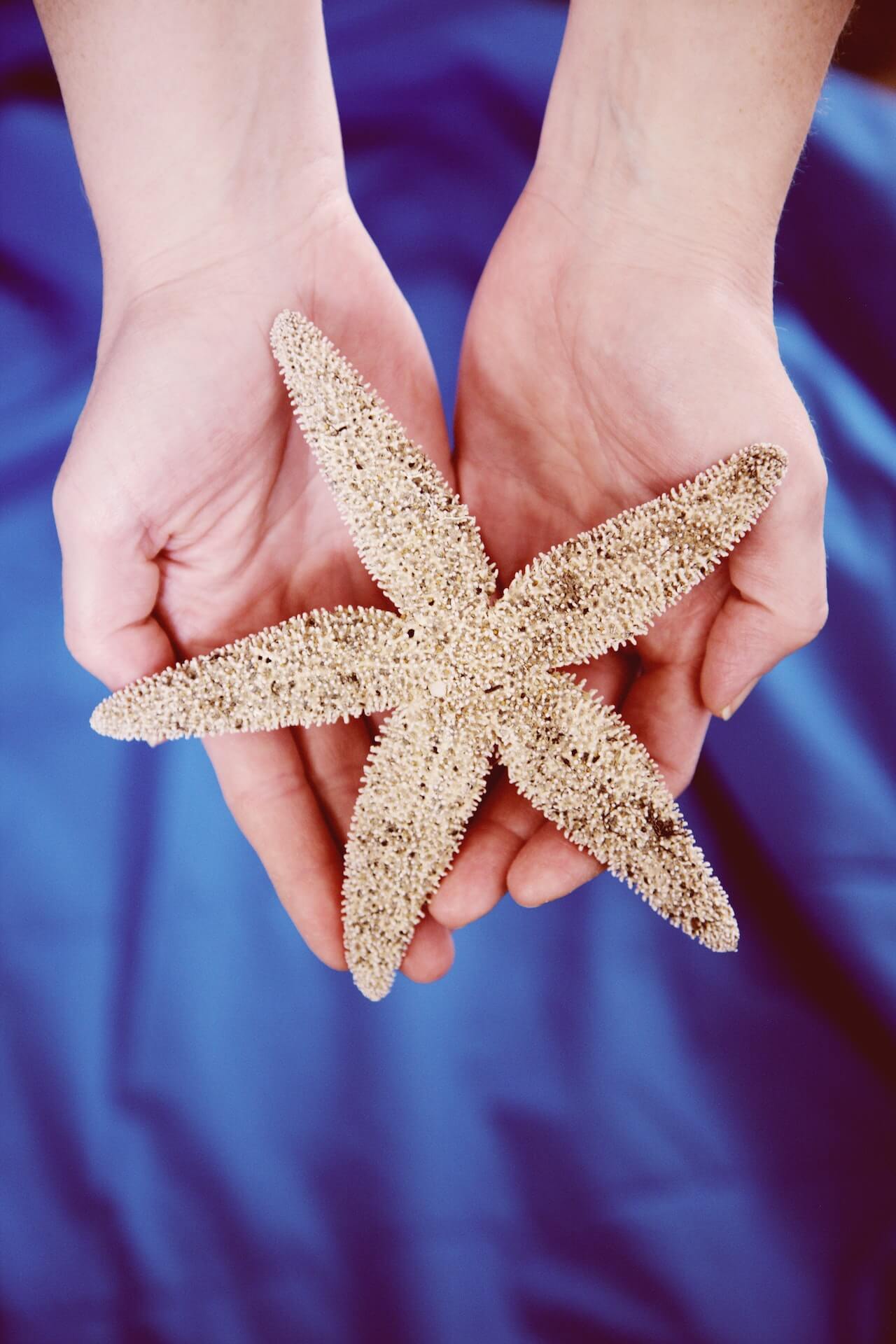 starfish in cupped hands