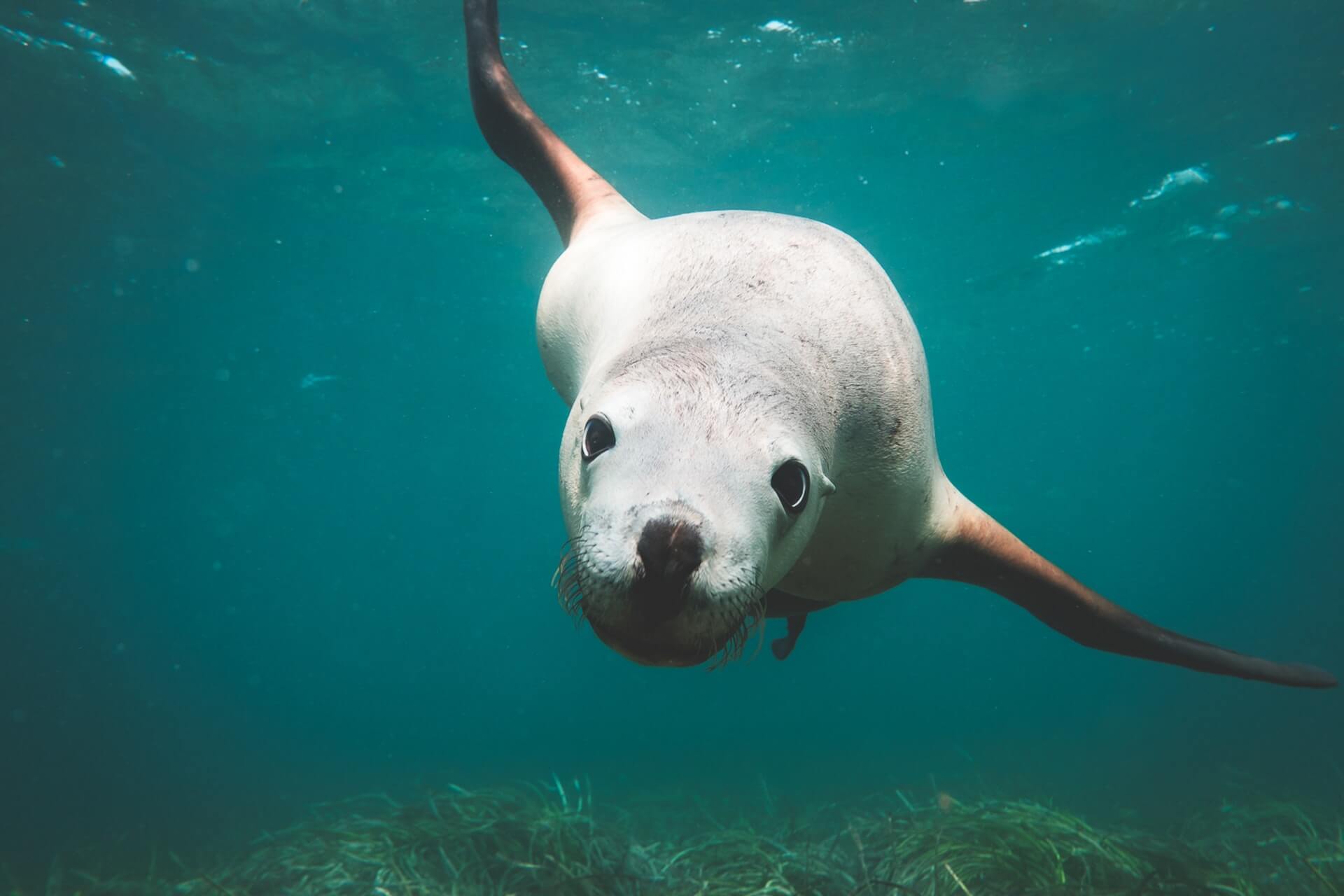 swimming sea lion