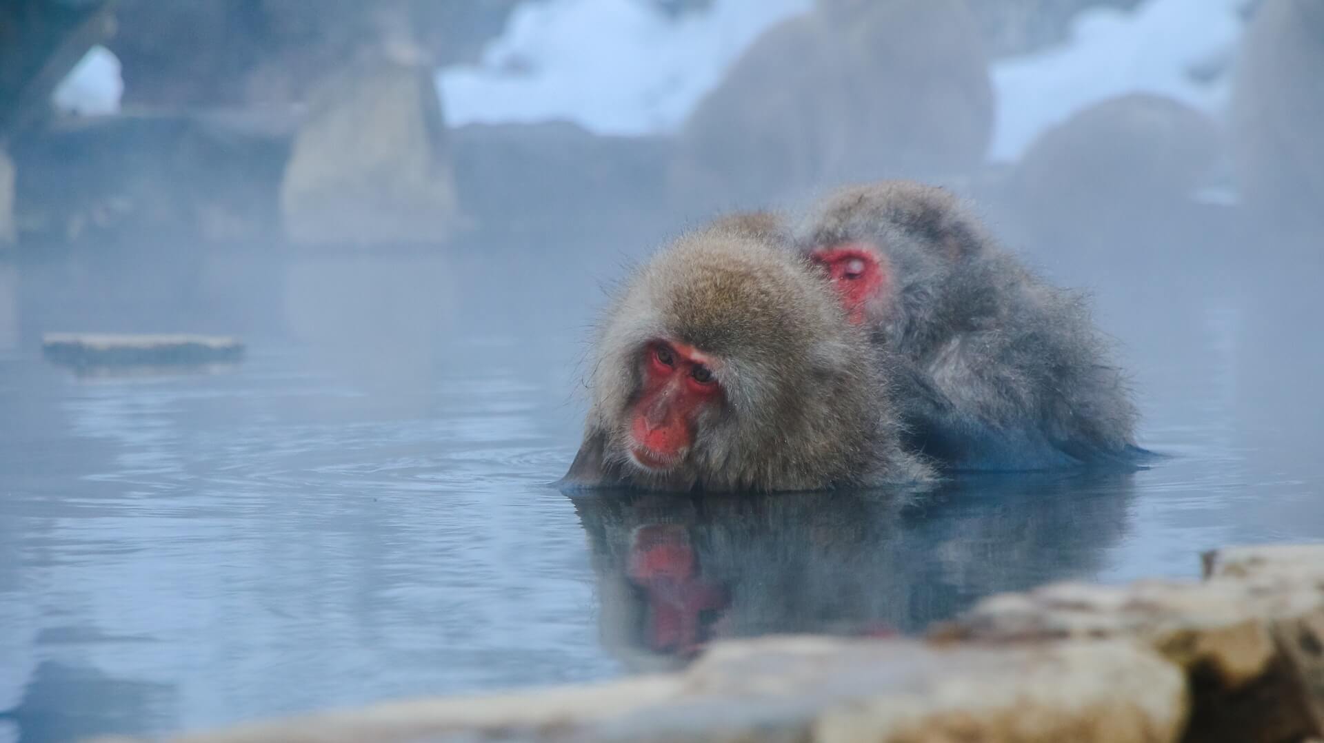 two monkeys in hot spring